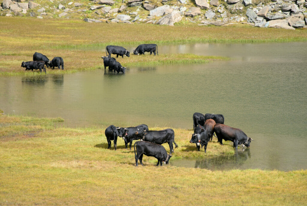 vaches d'hérens