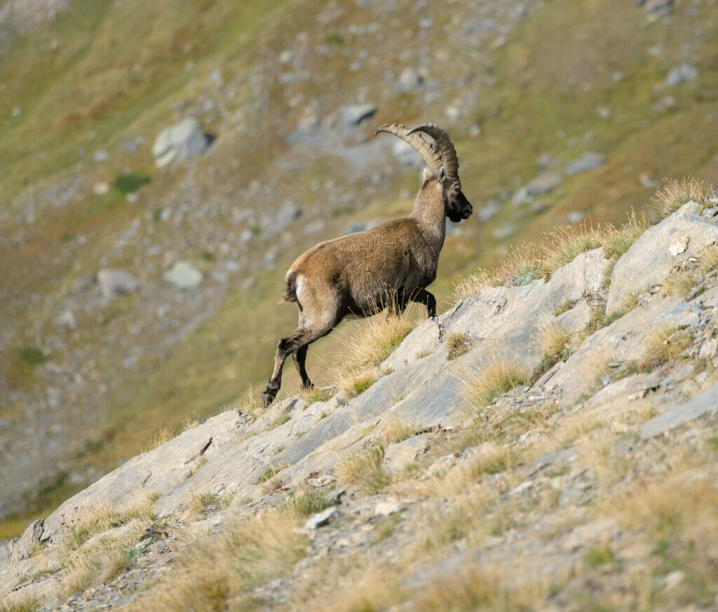 bouquetin dans les alpes