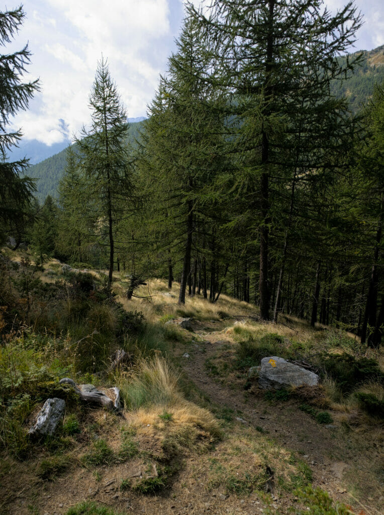 forêt de mélèze