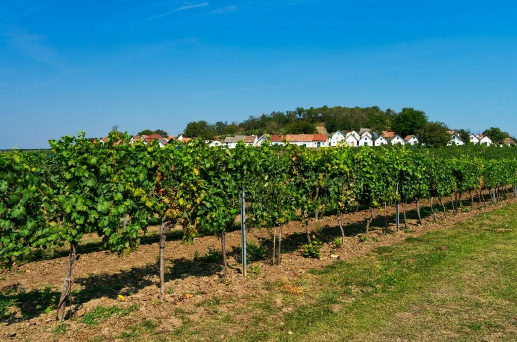 Vineyards in Austria in fall