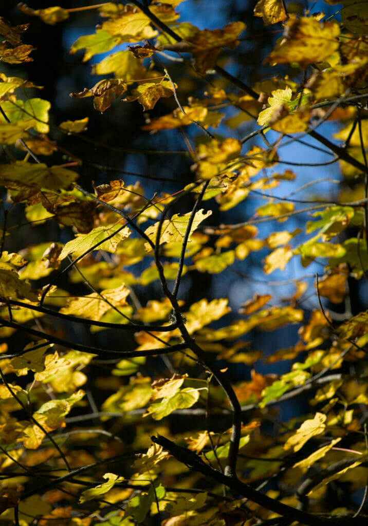 automne en suisse