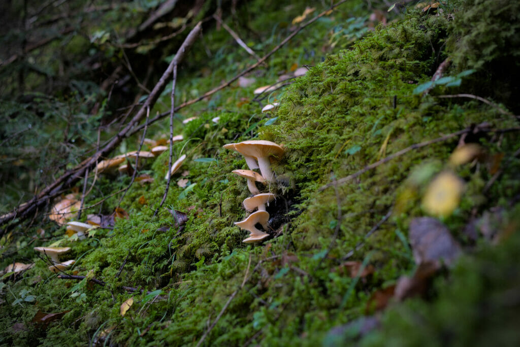 champignon automne