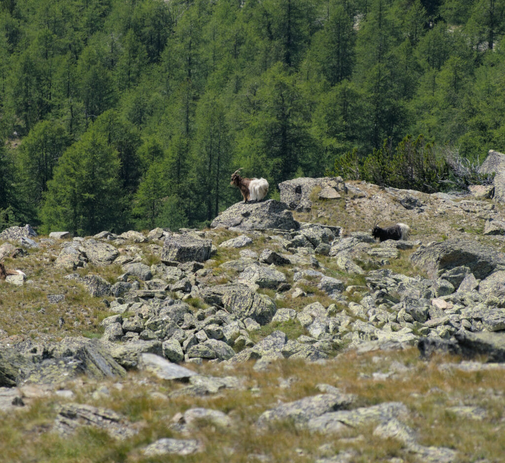 chèvre des glaciers