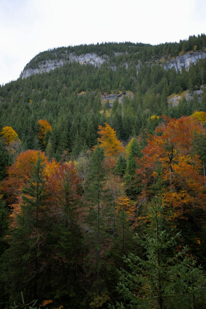 forêt couleur automne