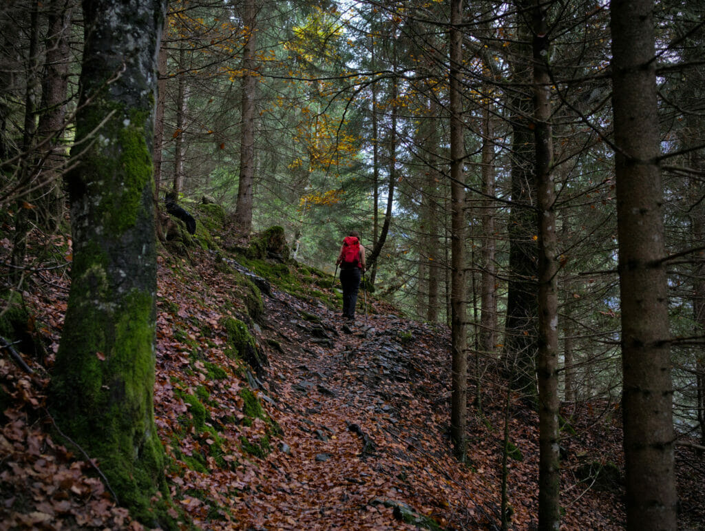 forêt lauterbrunnen