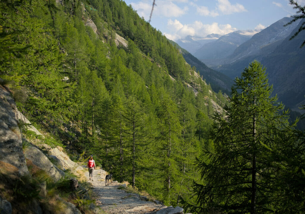 forêt de saas almagell