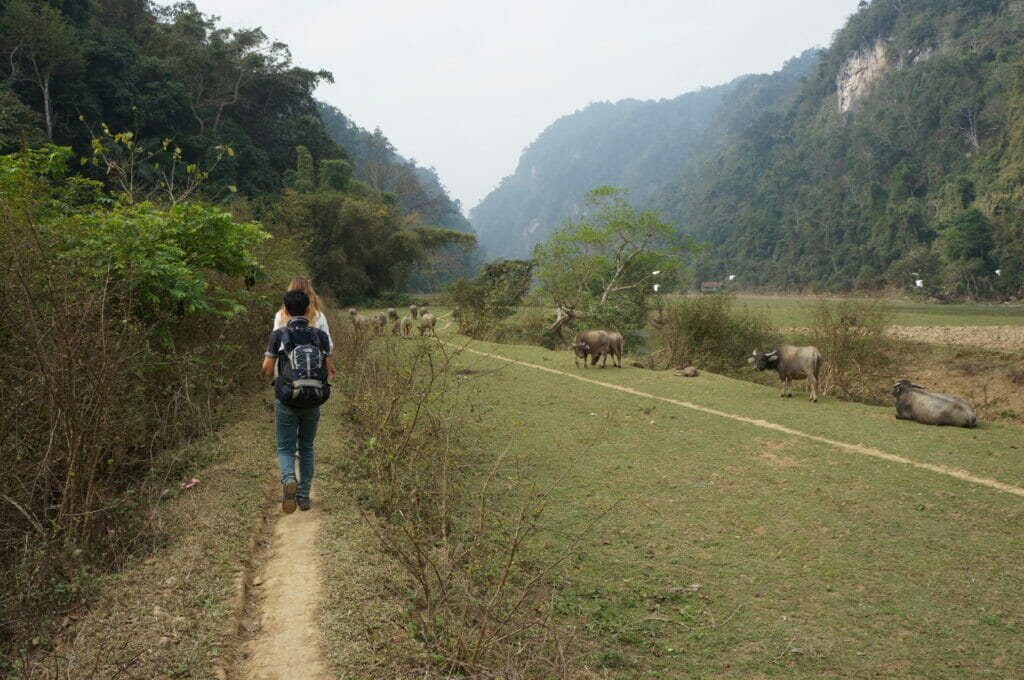buffles dans le parc national de Ba Be dans le nord du Vietnam