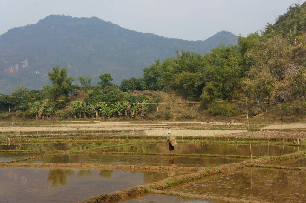 rice fields in Mai Chau Vietnam