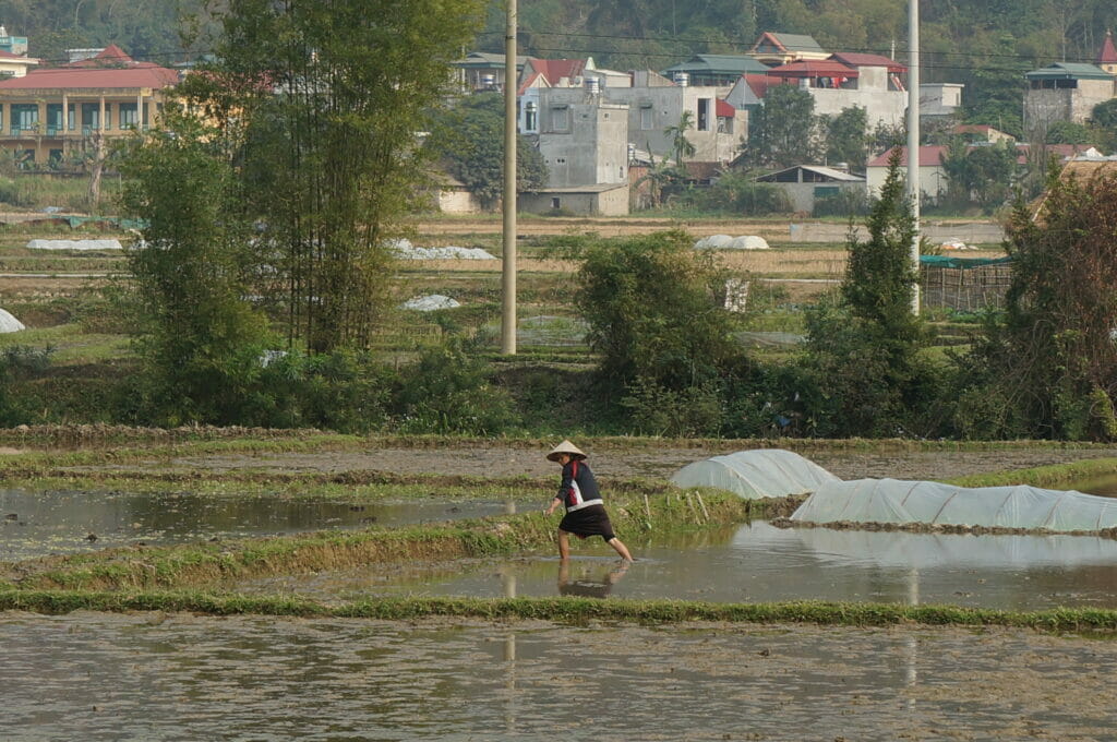 rice field Mai Chau Vietnam