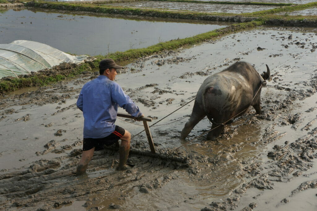 Culture du riz au nord du Vietnam