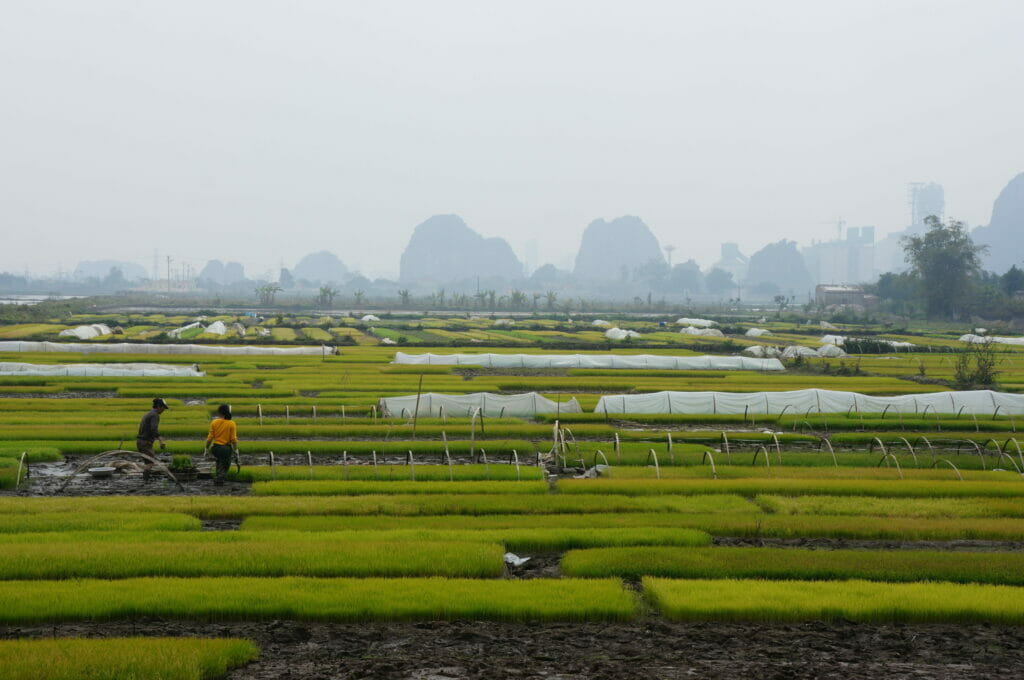 rice fields in Tam Coc, Vietnam