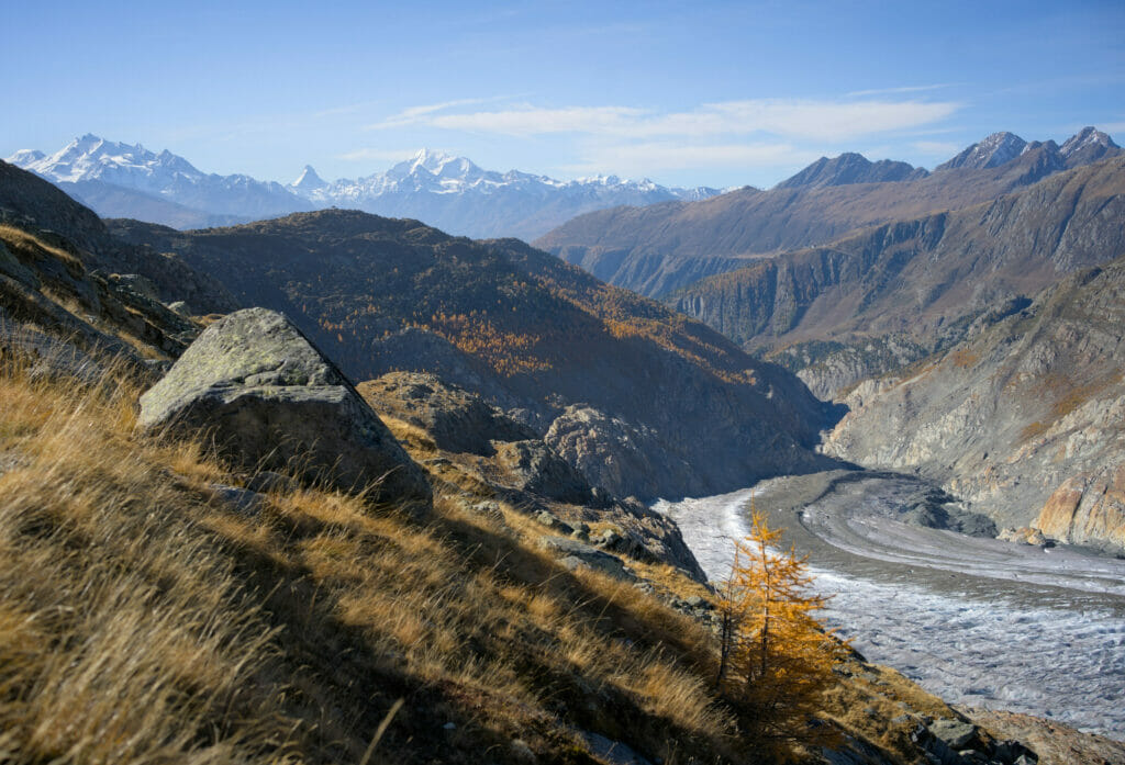 forêt et glacier d'Aletsch