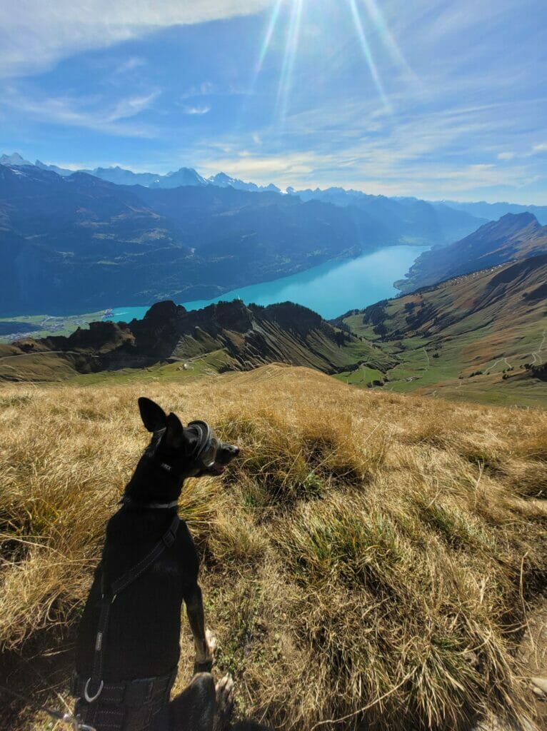 chien rothorn