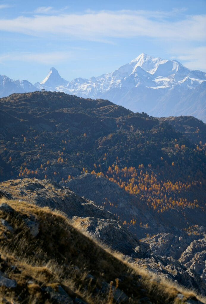 la forêt d'Aletsch avec le Cervin