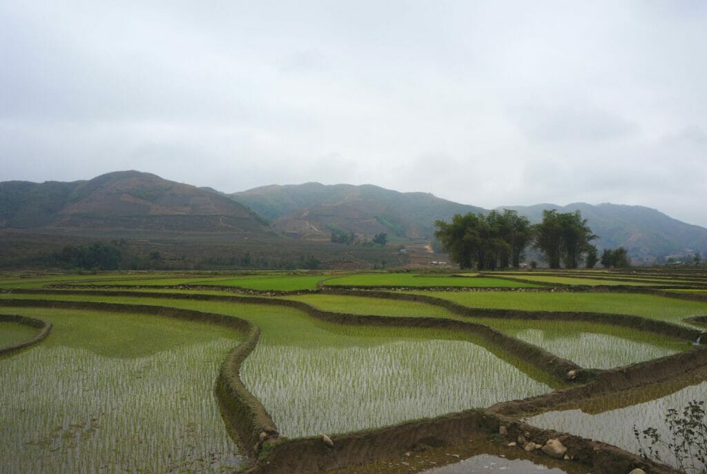 les rizières en terrasses à Sapa au Vietnam