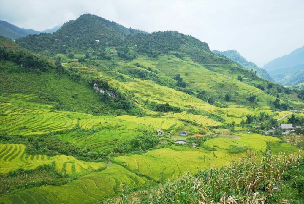 rice fields before harvest in Sapa, in northernVietnam