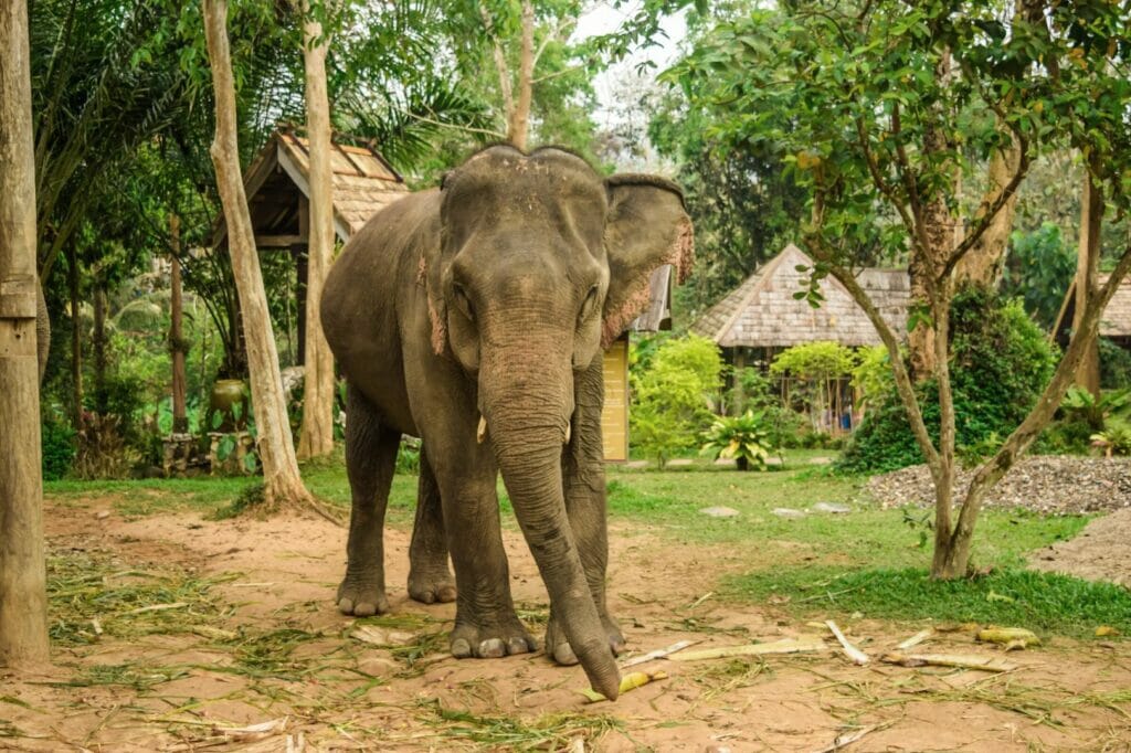 elephant in laos
