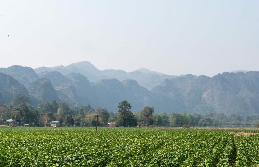 Fields around Kong Lor village