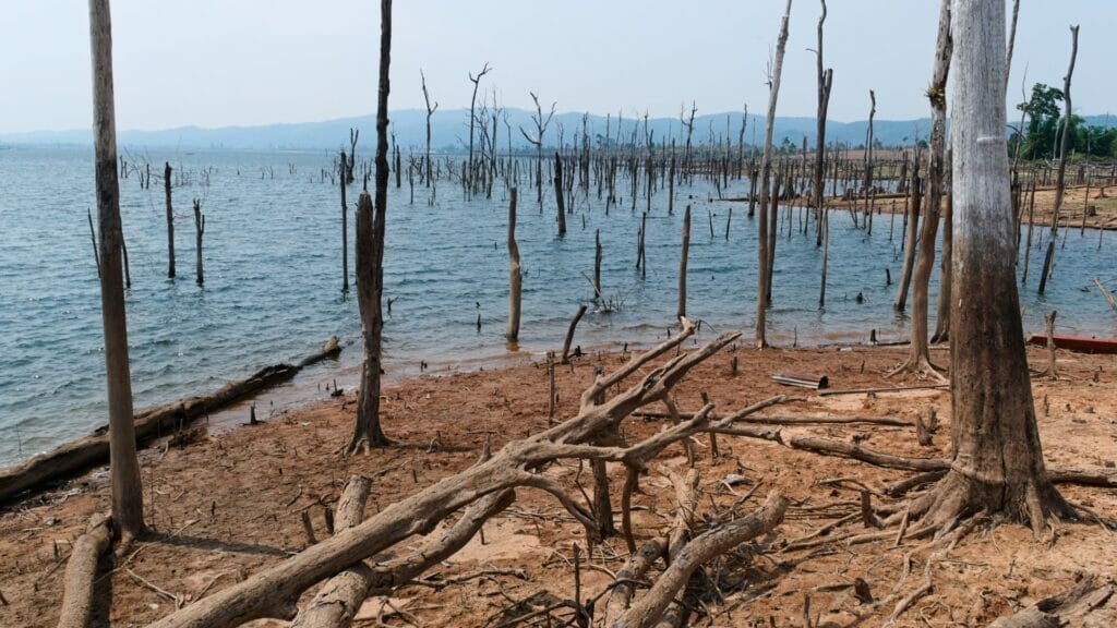 Dead trees around Thalang in Laos, in the Thakhek loop