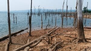 Arbres morts autour de Thalang au Laos