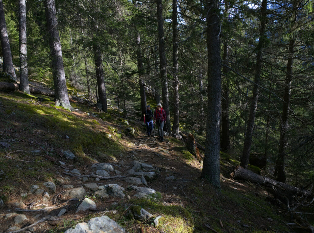 foret col de la forclaz