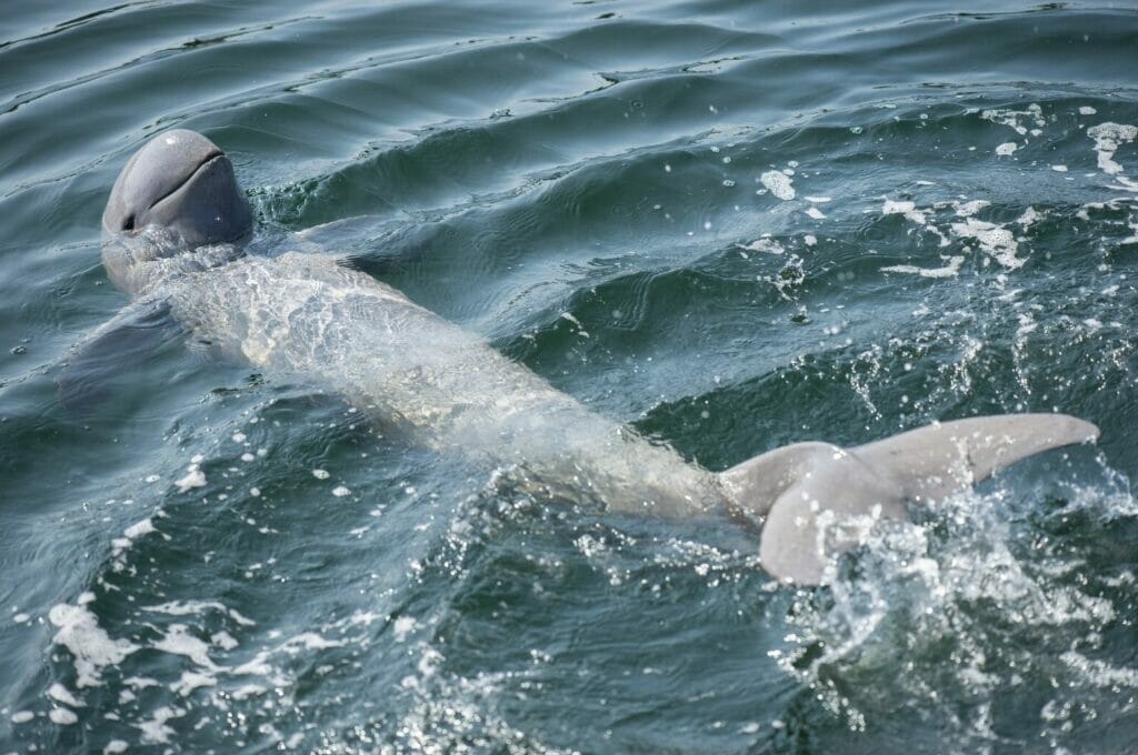 Irrawaddy dolphin 