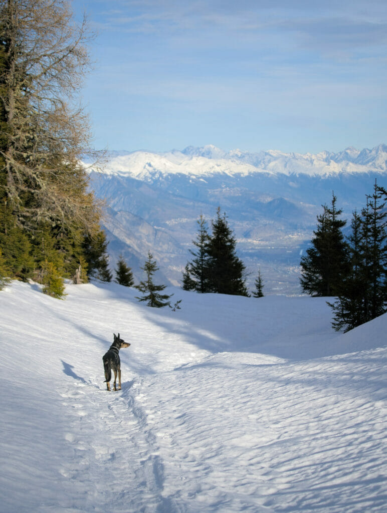 chien espagnol alpes suisses