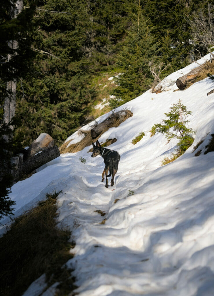 podenco dans la neige