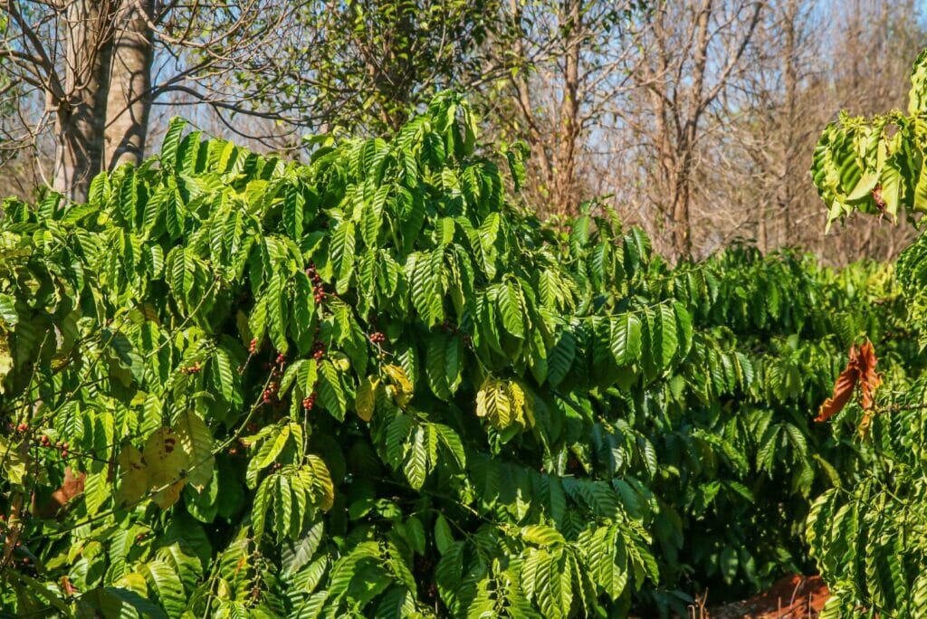 coffe plantation in the Pakse loop on the Bolaven Plateau, Laos