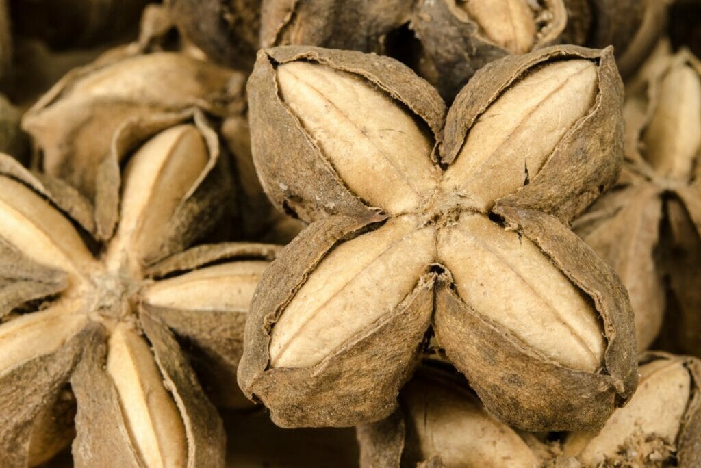 le sacha inchi ou la cacahuète des Incas cultivée au Laos