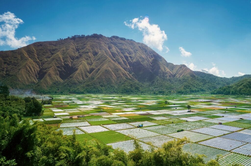 Bukit Selong, des rizières à proximité du village de Sembalun sur Lombok
