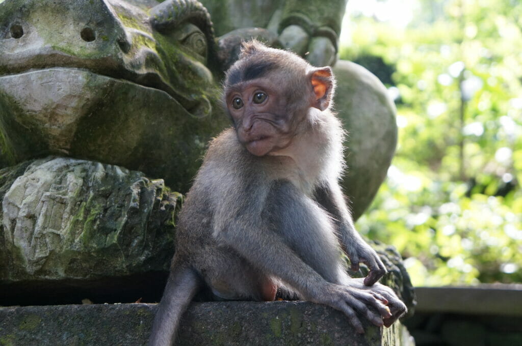 un singe de la forêt des singes à Ubud