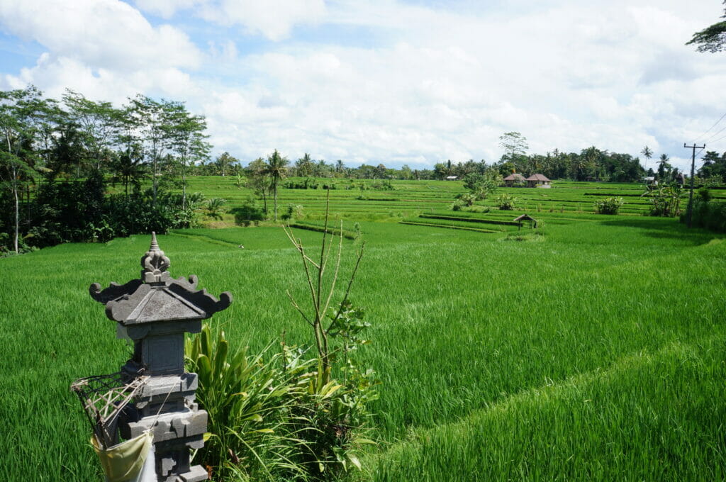 sari organic walk rice field hiking trail in Ubud