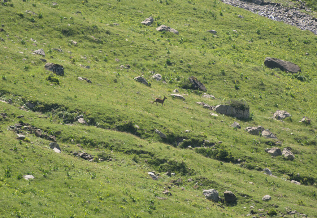 animal combe de chalin