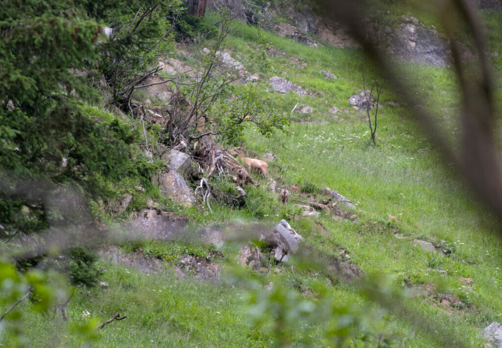 chamois dents du midi