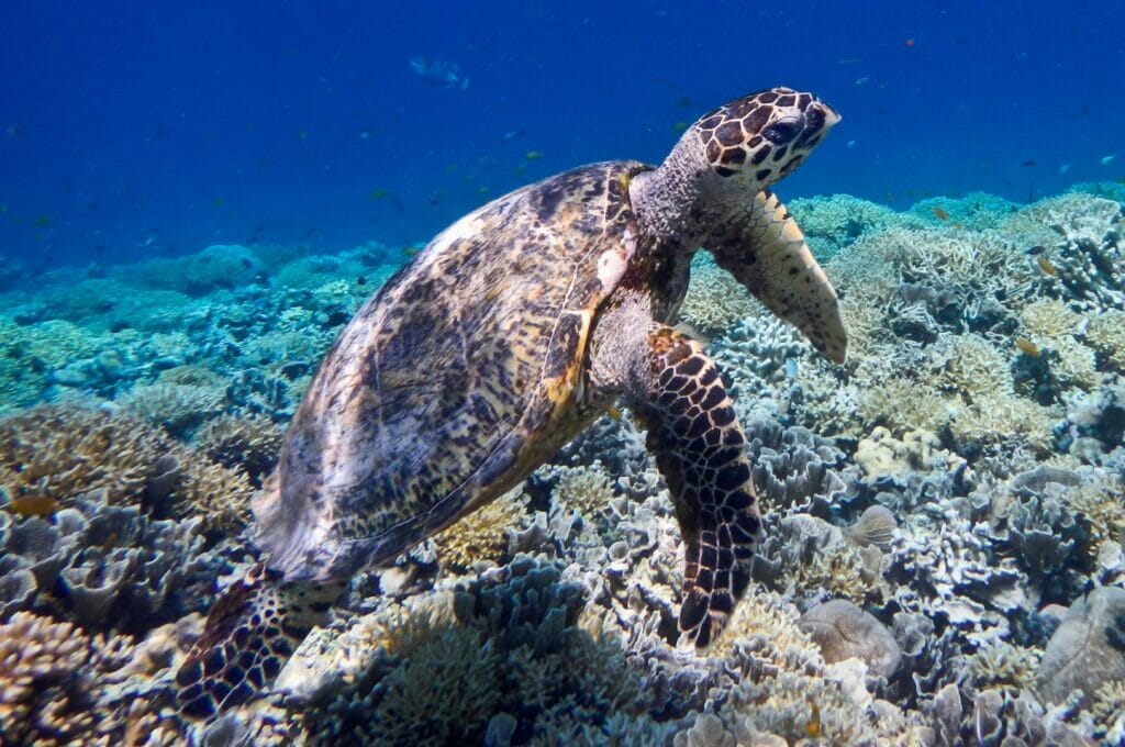 a sea turtle watched in snorkeling on Gili Air island