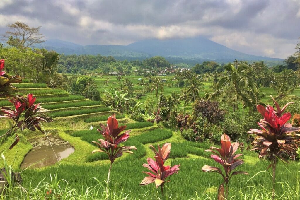 jatiluwih rice terraces next to Ubud