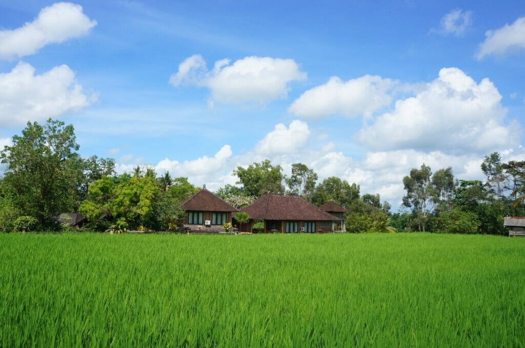 sentier de randonnée sari organic walk rice field à Ubud