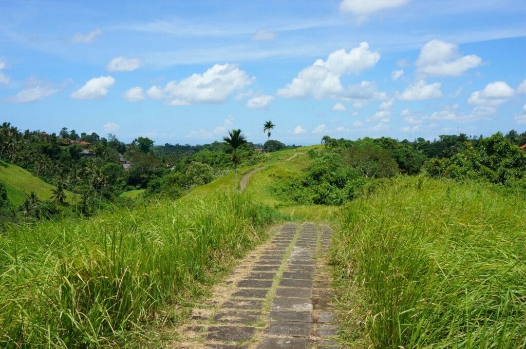 hiking trail sari organic walk rice field in Ubud