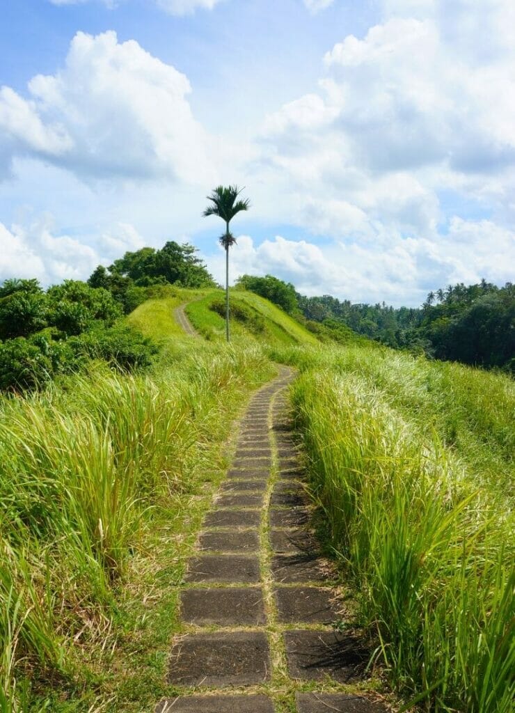 sentier de randonnée sari organic walk rice field à Ubud