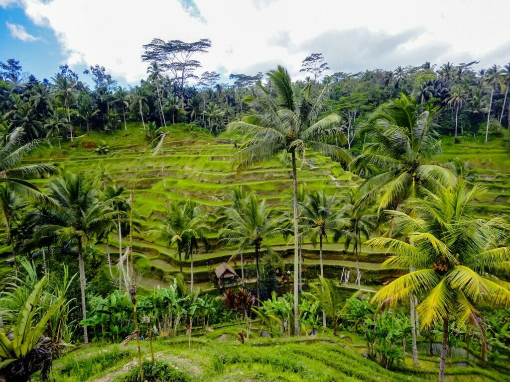 tegallalang rice terraces not far away from Ubud in Bali