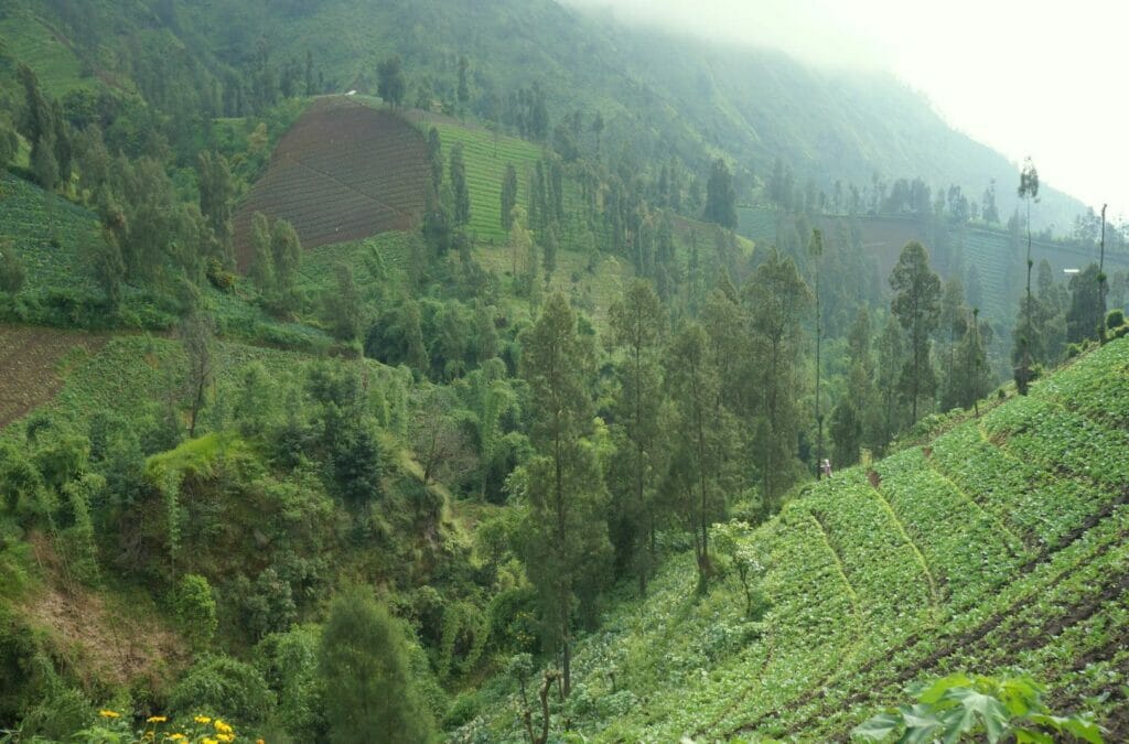 cabbage fields near Mount Bromo in Cemoro Lawang