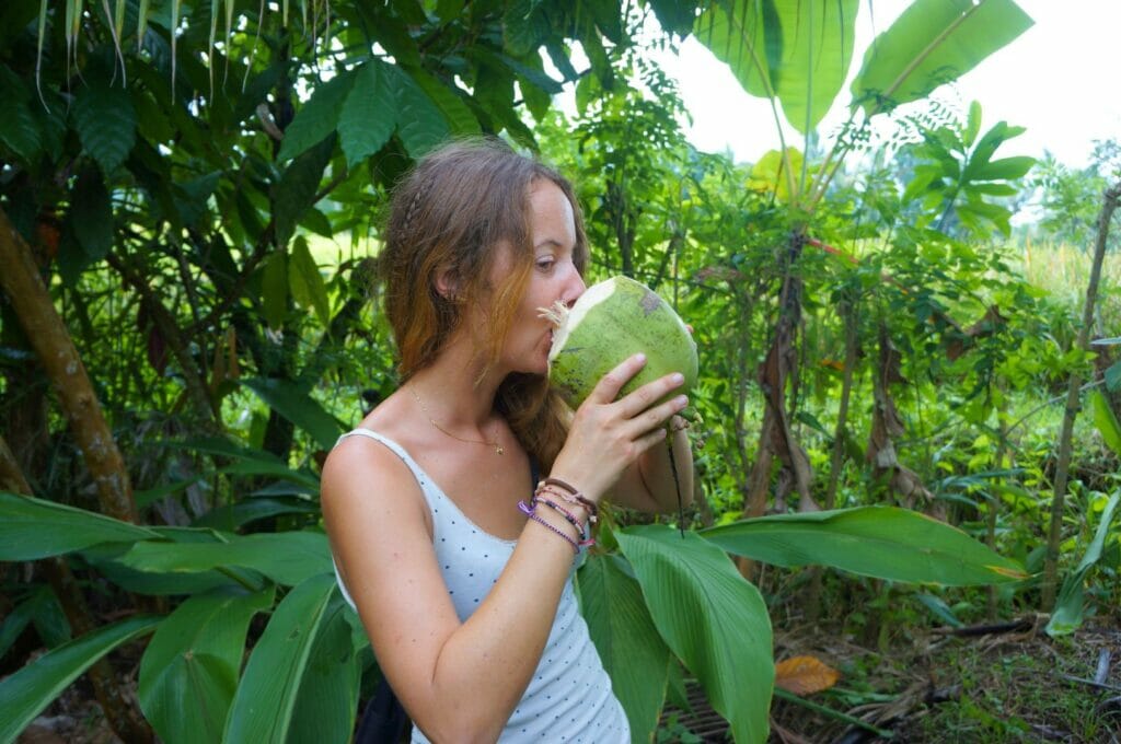 dégustation de noix de coco fraîche dans la région de Licin