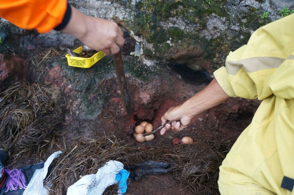 oeufs durs cuits dans le sol volcanique pour le petit déjeuner du trek sur le mont batur