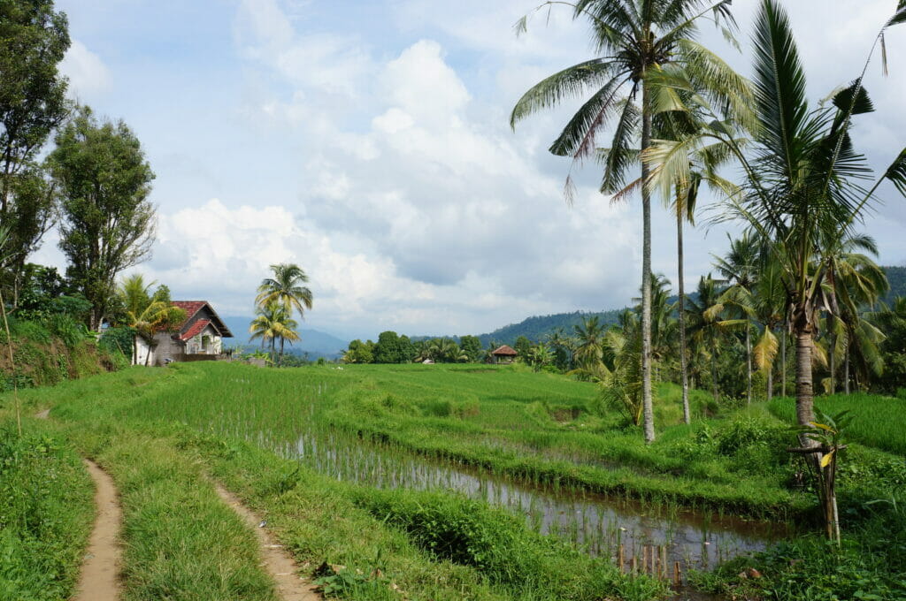 rizières autour de l'atres villa au nord de Bali