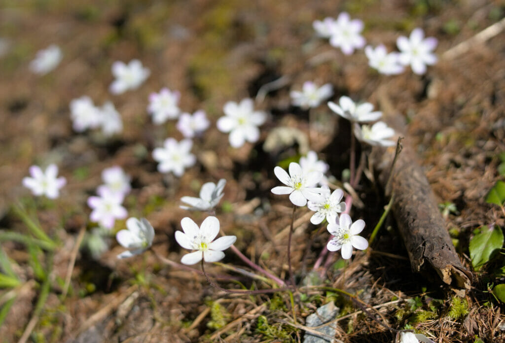 c'est le printemps dans le val d'Hérens