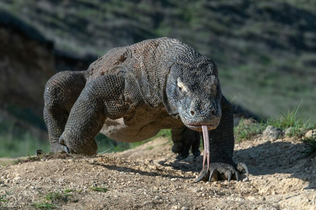 un dragon de komodo sur l'île de Komodo