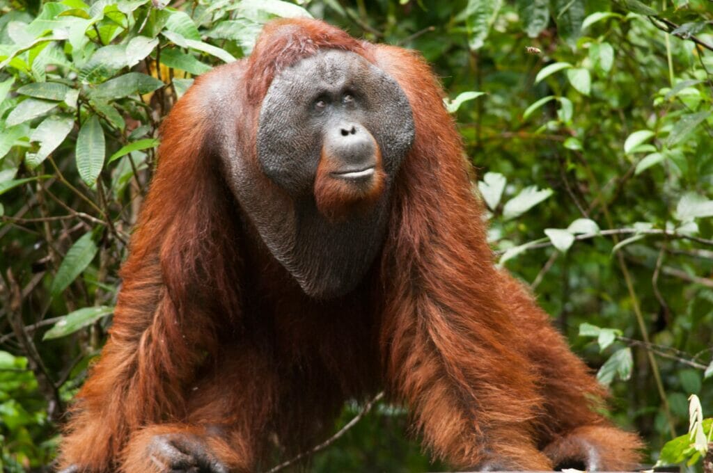 un orang-outan dans le parc national tanjung puting