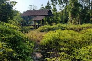 dans les montagnes Cardamomes à l'ouest du Cambodge