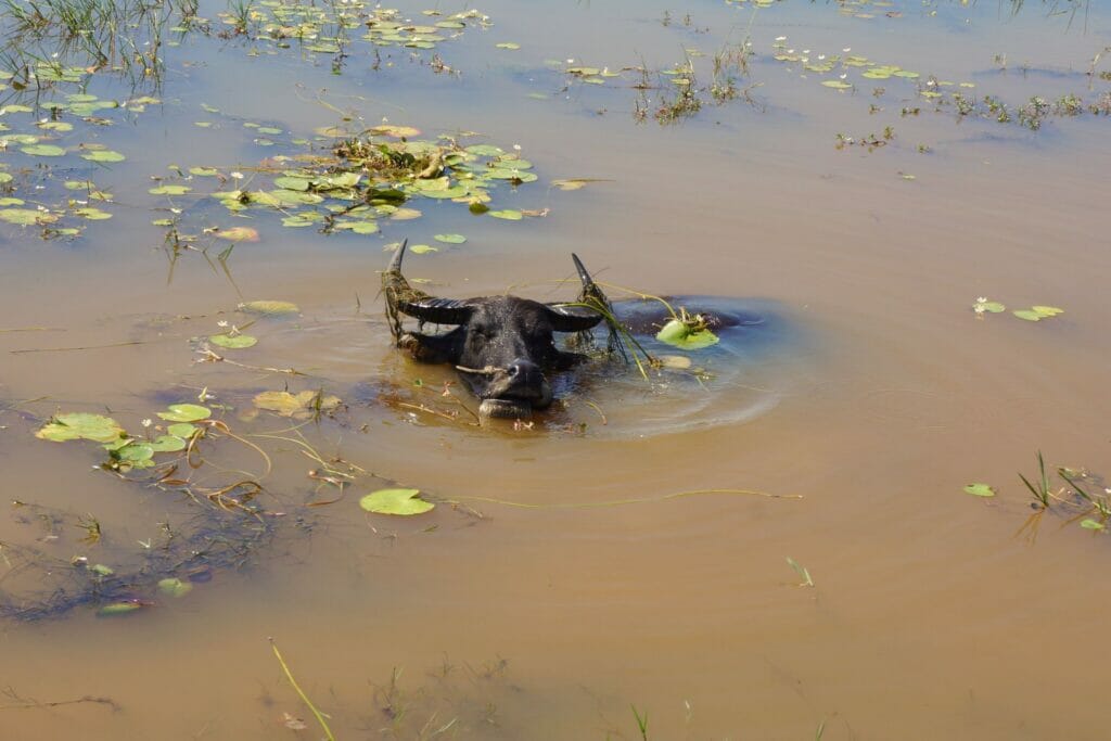 buffalo in a pond